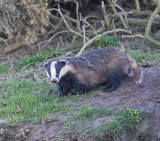 Badger 