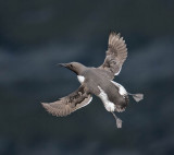 Guillemot 