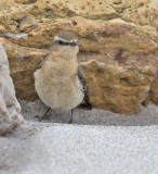 Wheatear 