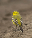 Yellow Wagtail (male)