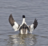 Goosander 