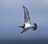 Turnstone 