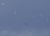 Terns and Short-eared Owl