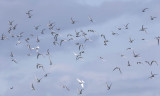 Arctic/CommonTerns 