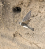 Sand Martin 