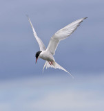 Arctic Tern 