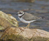 Ringed Plover (juvenile)