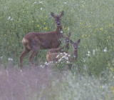 Roe doe and fawns