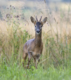 Roe buck 