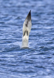 Gannet 