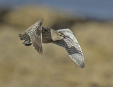 Whimbrel 