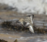 Dunlin 