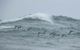 Wigeon