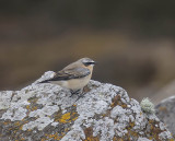 Wheatear (male autumn plumage)