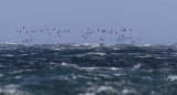 Pink-footed Geese 