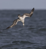 Gannet  (2nd s)