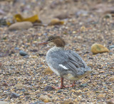 Goosander 