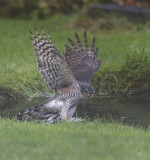 Sparrowhawk 