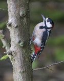 Great-spotted Woodpecker (male)