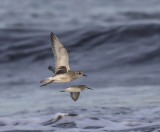 Grey Plover 