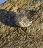 Purple Sandpiper 