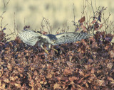 Sparrowhawk 
