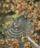Sparrowhawk 