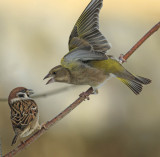 Greenfinch and Tree Sparrow