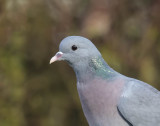 Stock Dove 