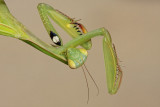Praying mantis Mantis religiosa bogomolka_MG_4673-111.jpg