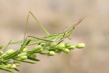 Mediterranean slant-faced grasshopper Acrida ungarica nosata sarana_MG_8718-111.jpg