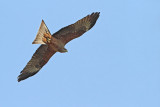 Black kite Milvus migrans črni karnik_MG_7462-111.jpg