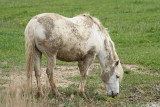 Camargue horse kamarki konj_MG_4662-11.jpg