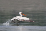 Dalmatian pelican Pelecanus crispus kodrasti pelikan_MG_5889-111.jpg