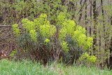 Mediterranean spurge Euphorbia wulfenii wulfenov mleček_MG_4641-111.jpg