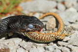 Western whip snake with prey Hierophis viridiflavus črnica s plenom_MG_4164-111.jpg