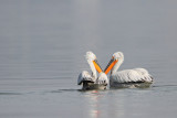 Dalmatian pelican Pelecanus crispus kodrasti pelikan_MG_5823-111.jpg