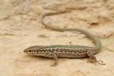  Maltese wall lizard Podarcis filfolensis_MG_7338-111.jpg