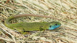 Western green lizard Lacerta bilineata zahodnoevropski zelenec_MG_9227-111.jpg