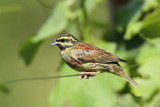Cirl bunting Emberiza cirlus plotni strnad_MG_9700-111.jpg