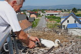 White stork ringing obročkanje bele torklje_MG_8992-111.jpg