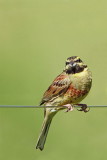 Cirl bunting Emberiza cirlus plotni strnad_MG_9601-11.jpg