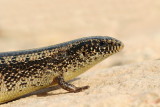 Ocellated skink  Chalcides ocellatus_MG_7046-111.jpg