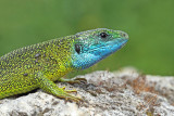 Western green lizard Lacerta bilineata zahodnoevropski zelenec_MG_9207-111.jpg
