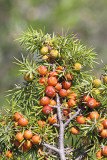 Prickly juniper Juniperus oxycedrus rdečeplodni brin_MG_4982-11.jpg