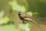 Cirl bunting Emberiza cirlus plotni strnad_MG_96151-111.jpg