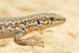  Maltese wall lizard Podarcis filfolensis_MG_7300-111.jpg