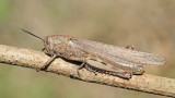 Egyptian locust Anacridium aegyptium egipčanska kobilica_MG_6902-111.jpg