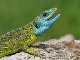 Western green lizard Lacerta bilineata zahodnoevropski zelenec_MG_92101-111.jpg
