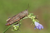 Italian locust Calliptamus italicus laka kobilica_MG_7904-111.jpg